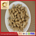 New Crop Roasted Peanuts with Factory Price